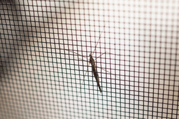 PVC/FIBER MOSQUITO MESH